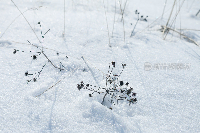 枯草和鲜花被雪裹得瑟瑟发抖