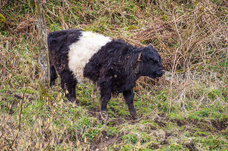 苏格兰西南部邓弗里斯和加洛韦的肉牛