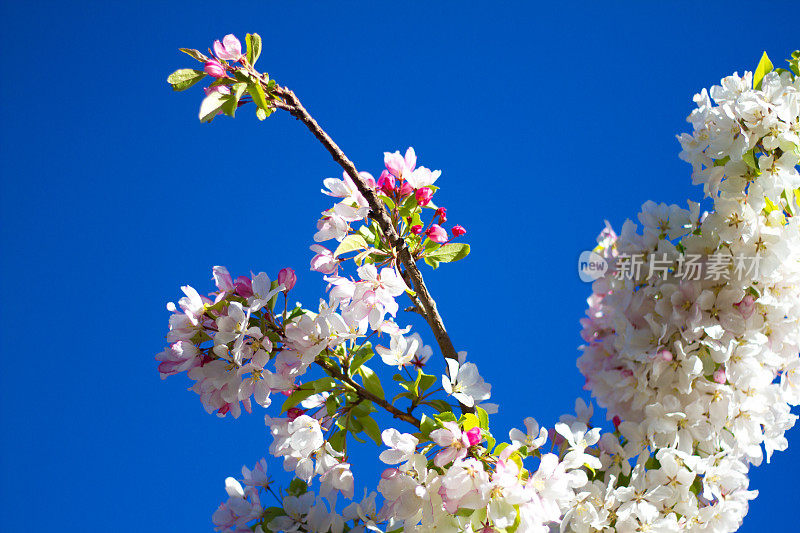 深蓝天空下的苹果花(特写)