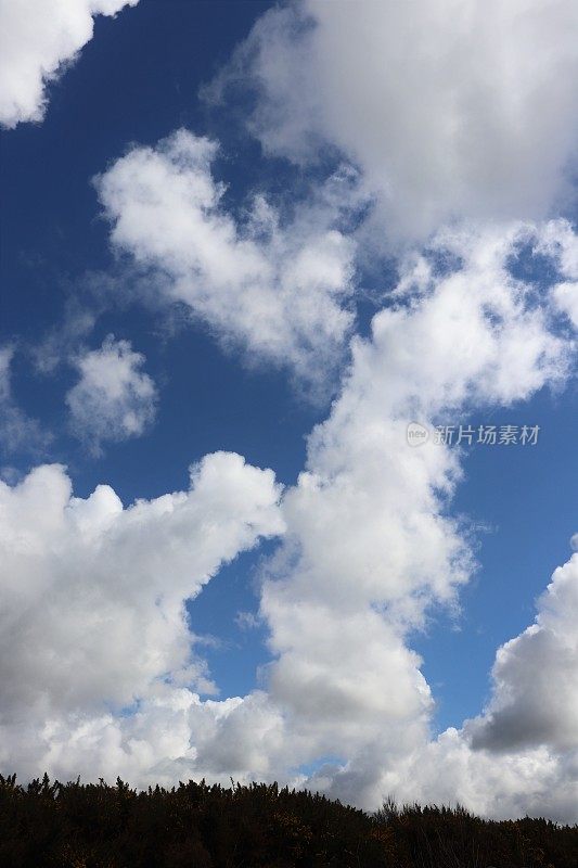 蓝色天空中蓬松的白云掠过光秃秃的剪影