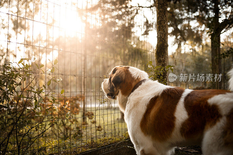 狗隔着栅栏看