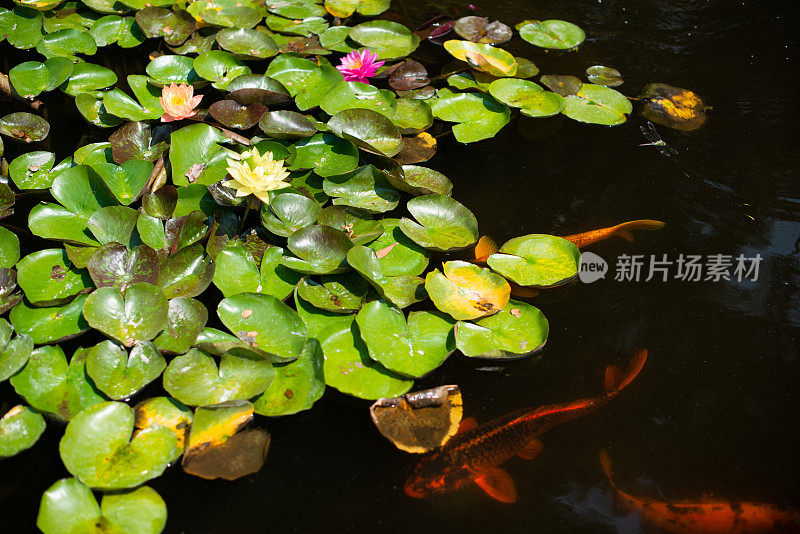 百合锦鲤鱼塘