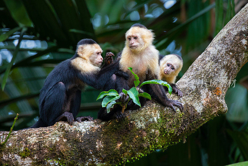 哥斯达黎加托图盖罗国家公园里，白面卷尾猴家族正在梳理树梢