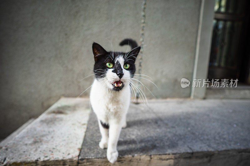 黑白相间的流浪猫正对着镜头