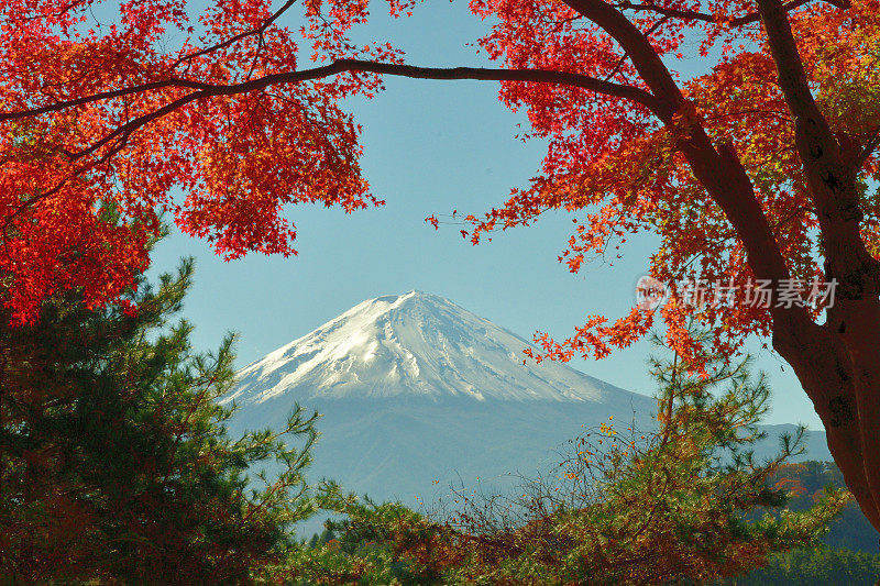 日本富士五湖地区的富士山和秋叶