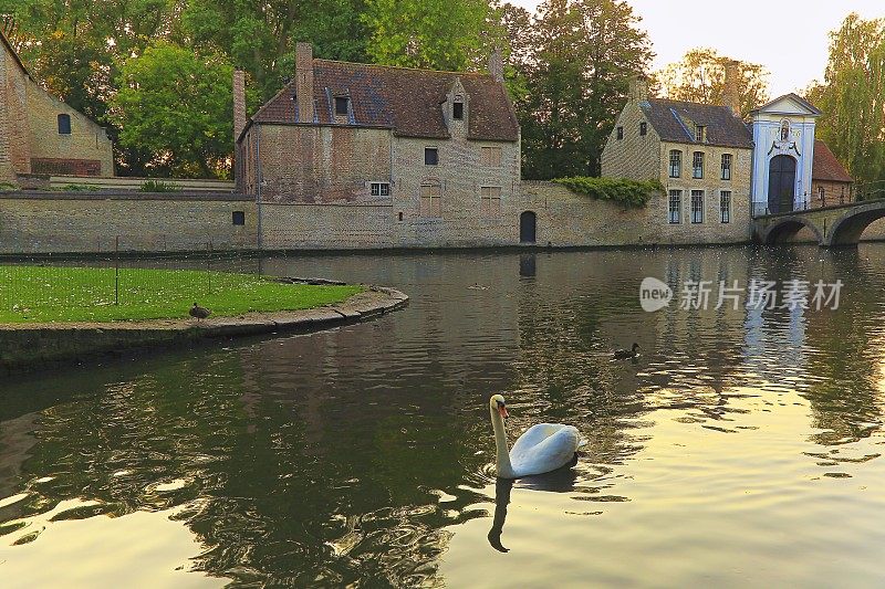 日出时，天鹅漂浮在水道上-布鲁日，中世纪古城-比利时