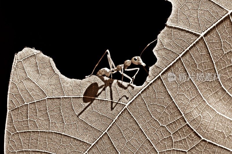 蚂蚁爬上被咬的叶子(黑色和白色)