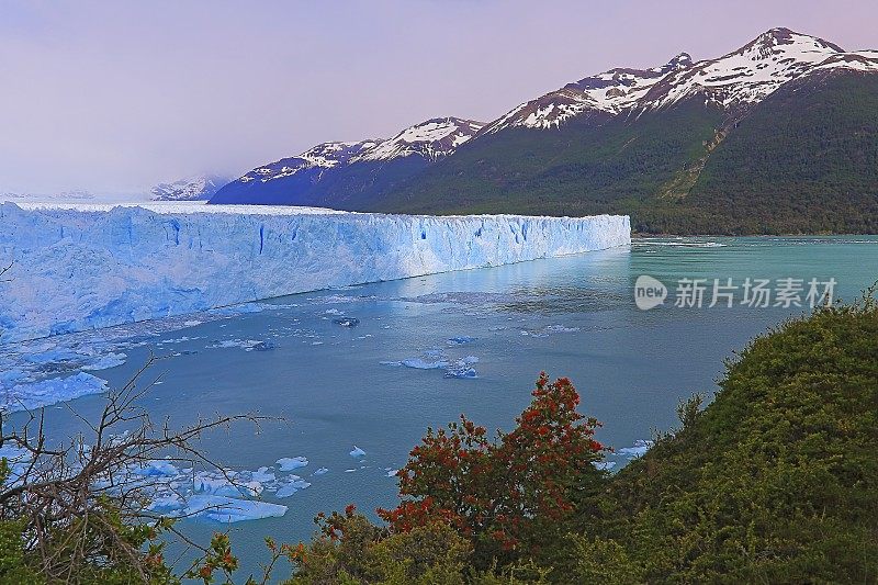 莫雷诺冰川和红色野花，阿根廷湖-卡拉法特，巴塔哥尼亚