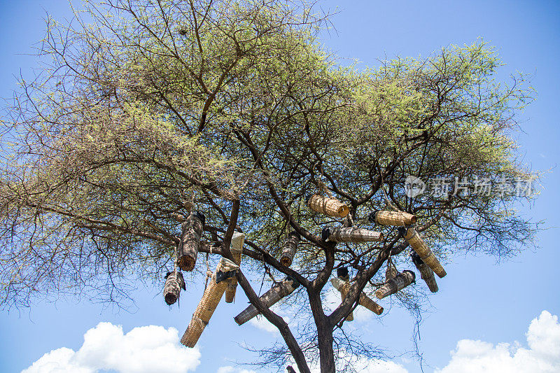 埃塞俄比亚:养蜂