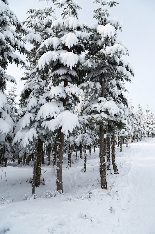 德国温特堡附近的雪树