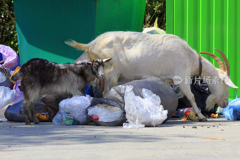 山羊和公山羊在垃圾堆里寻找食物