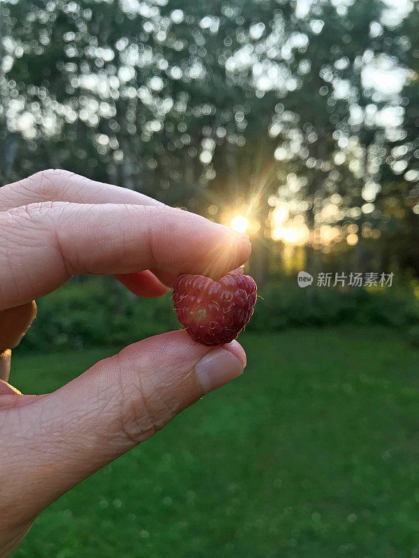 女人拿着从乡村花园摘来的多汁的心形覆盆子