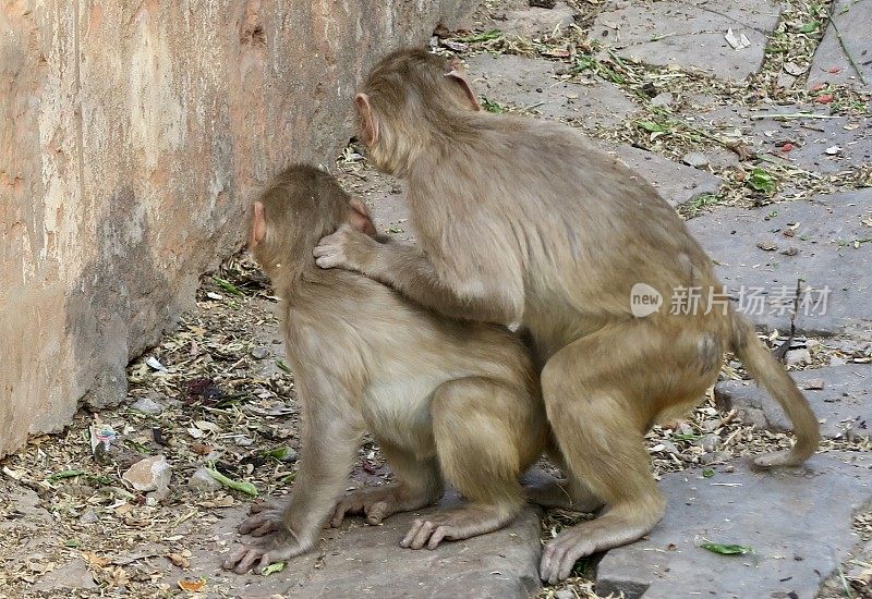 这是两只恒河猴(黑白猕猴)，雄性和雌性在斋浦尔日落寺附近的地面上交配的照片，印度拉贾斯坦邦斋浦尔