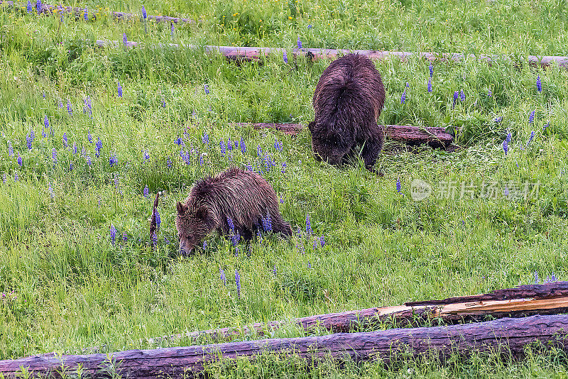 美国黄石公园里的灰熊和她的幼崽