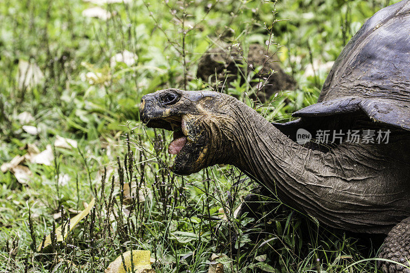 乌龟吃草