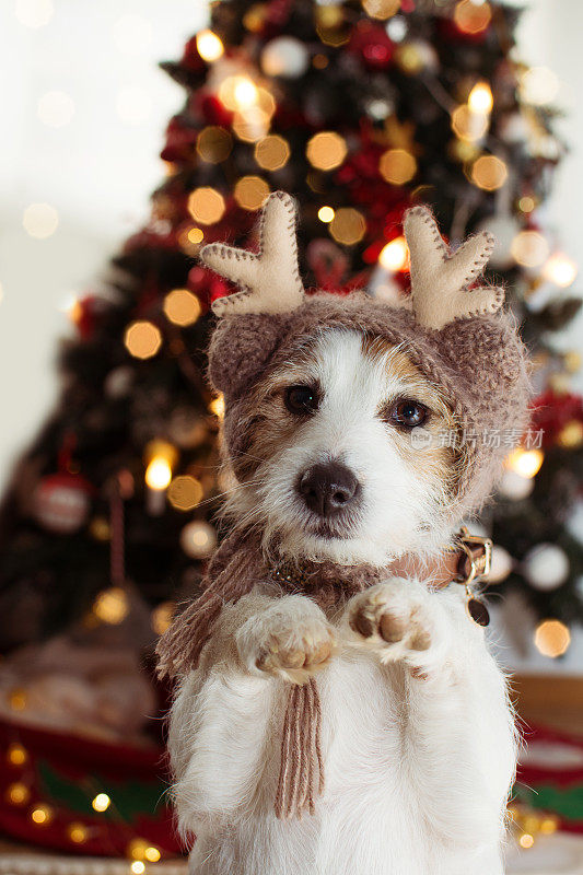 杰克罗素狗在圣诞树灯下戴着驯鹿帽，用两条后腿站立庆祝节日。