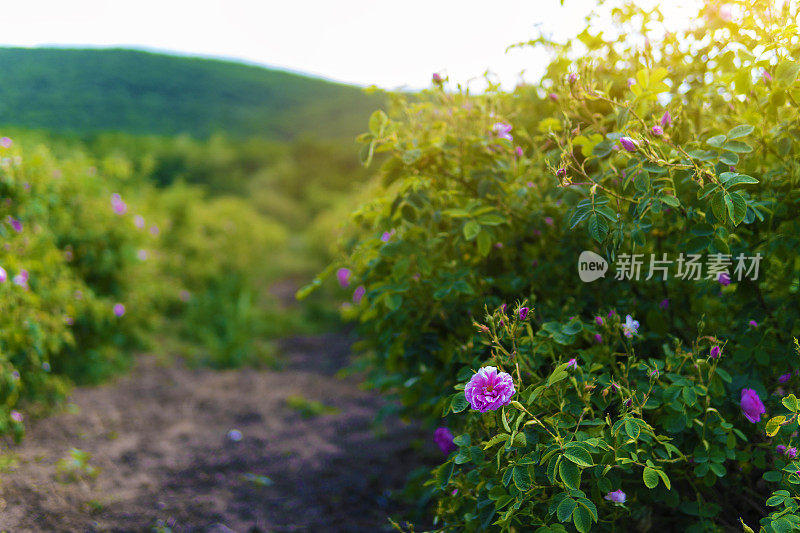 美丽的保加利亚玫瑰。