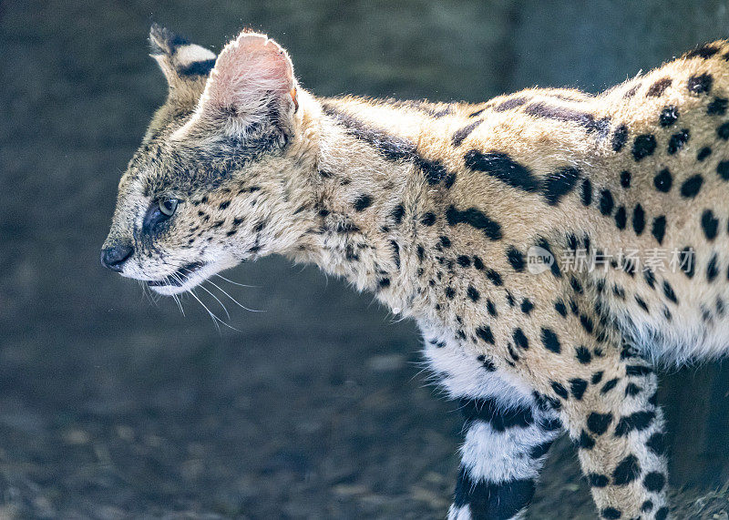 薮猫大猫