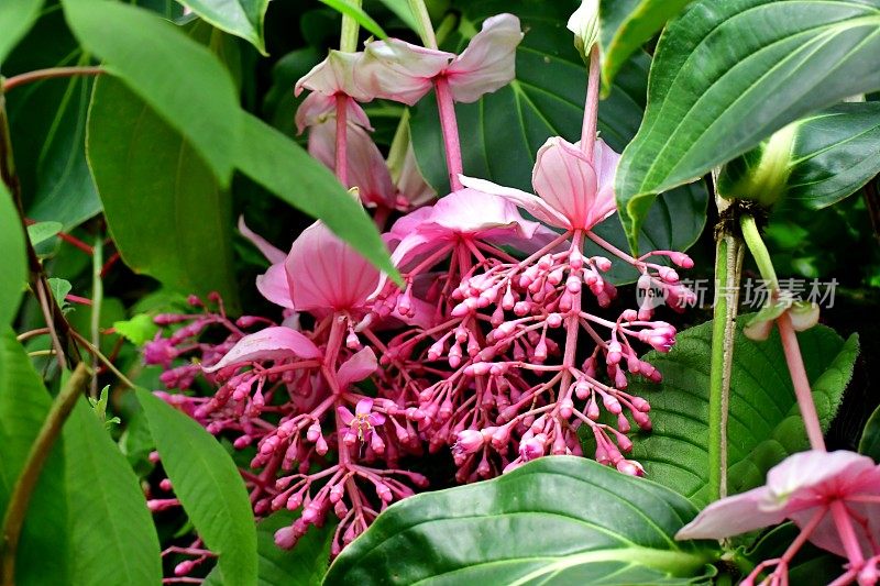 伟大的Medinilla