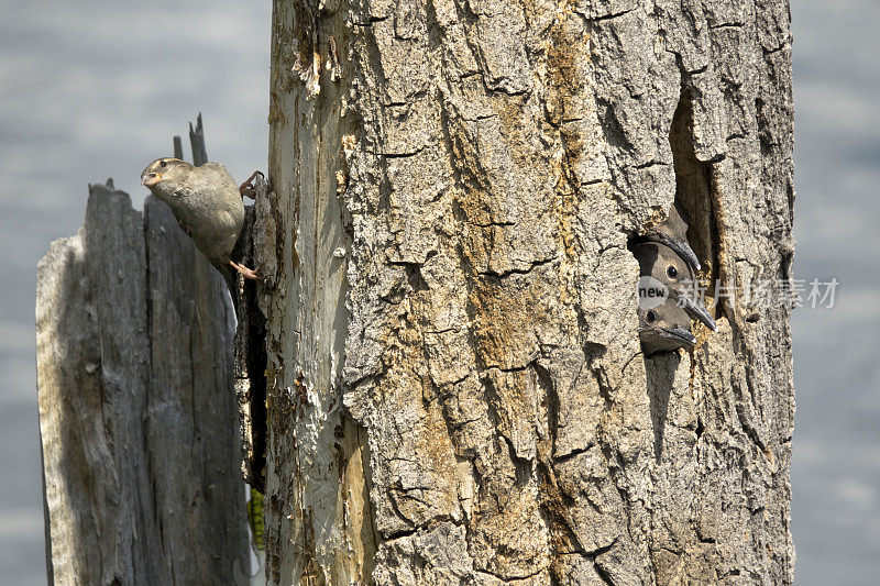 科罗拉多利特尔顿家的家麻雀发现筑巢的北方闪烁鸟
