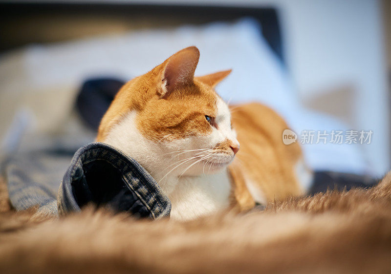 心满意足的姜猫躺在床上主人的衣服上