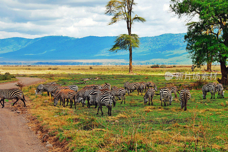 坦桑尼亚恩戈罗戈罗火山口的一群斑马