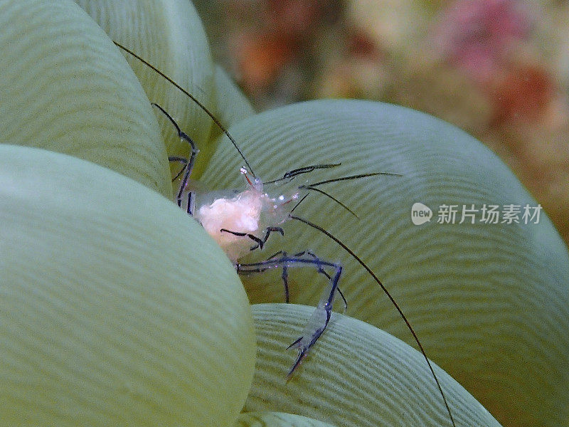 在仙本那马布尔岛的泡泡珊瑚里的泡泡珊瑚虾。斗湖,沙巴。马来西亚、婆罗洲。