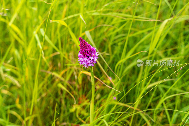 野生的紫色樱草兰