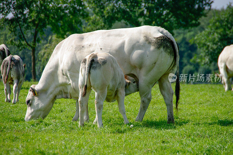 白奶牛和小牛