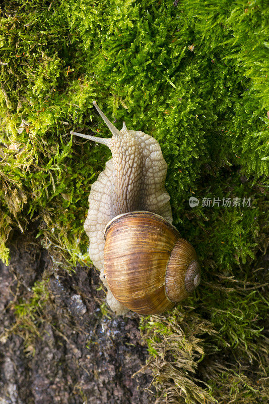 森林里，一只蜗牛爬在长满苔藓的树桩上。