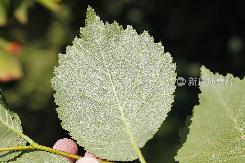 英国榆树的叶子下面