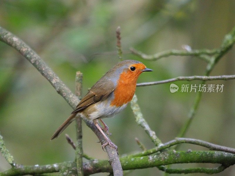 罗宾-红斑狼疮rubecula