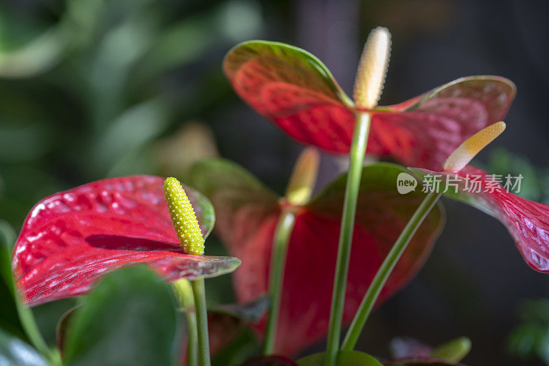 红掌在阳光下开花