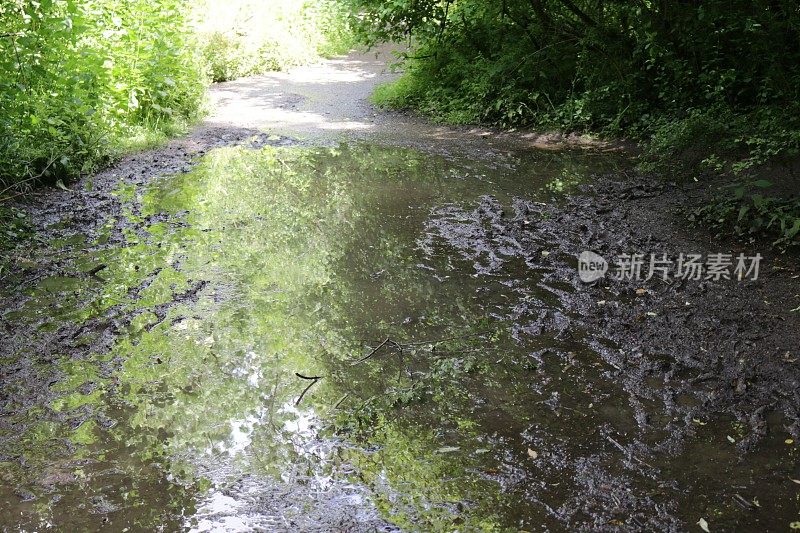 在阳光下泥泞的英国乡村小路林地隧道的图像，树木创造的阴影水坑泥径，杂草，野生大蒜花，梧桐(槭)，榛(榛属)，山毛榉(山毛榉)，蕨类植物