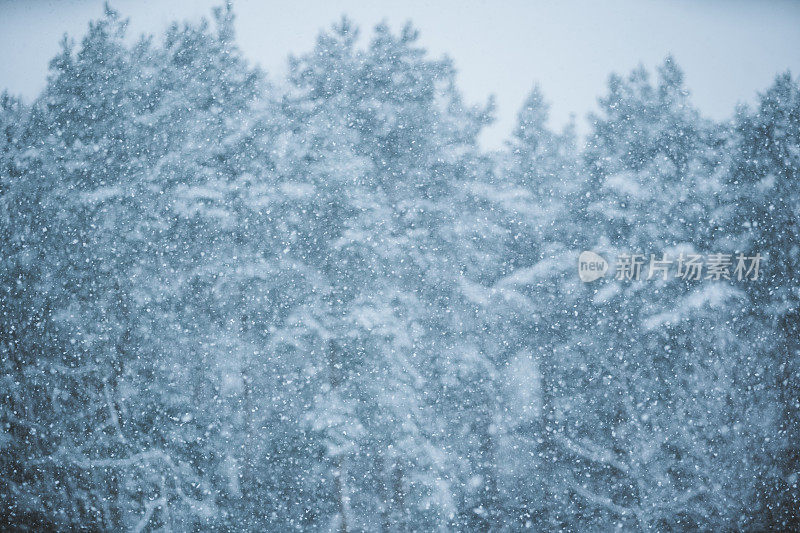 冬天的场景-雪花在模糊的松林背景