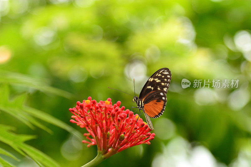 老虎longwing蝴蝶。