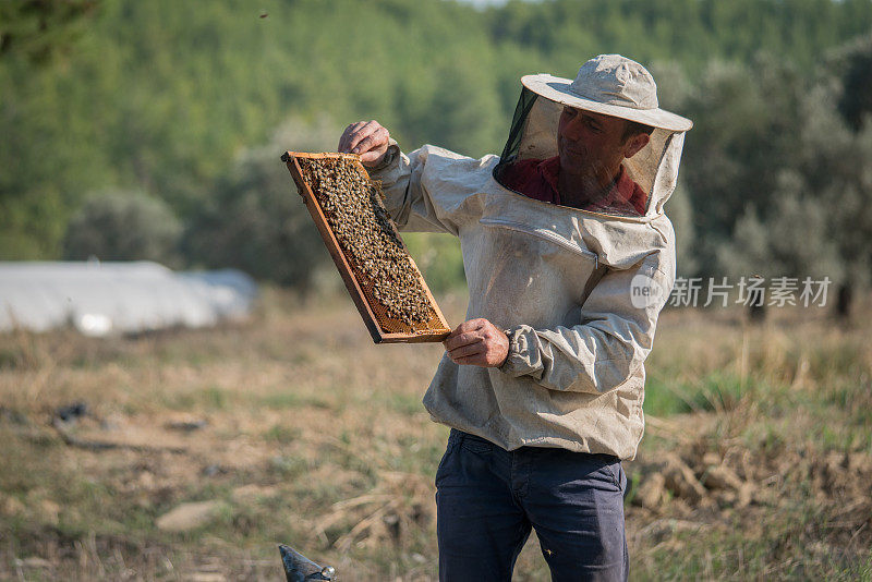 养蜂人有选择的集中在蜂巢和蜜蜂