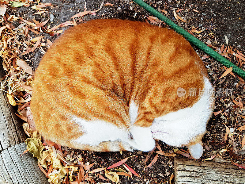 在阳光下蜷缩着睡觉的猫