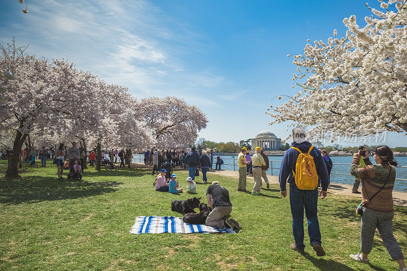 在华盛顿特区的樱花节期间，人们在潮汐盆地放松