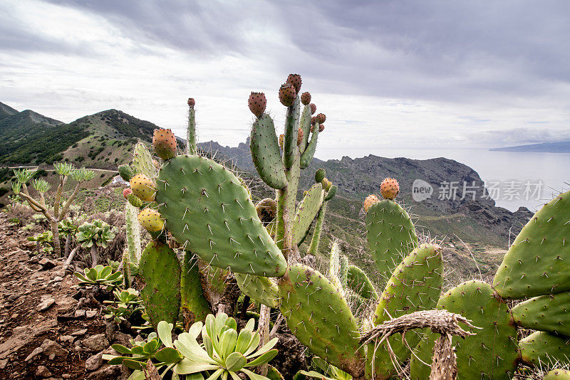 特写照片仙人掌与宏伟的景观在背景，米拉多阿尔托斯德巴拉坎，加那利岛特内里费，西班牙-股票照片