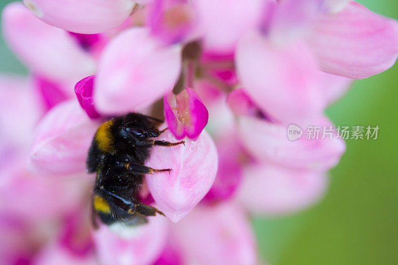 羽扇豆花上的蜜蜂