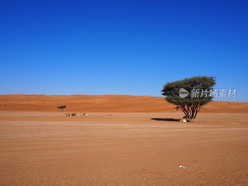 阿曼瓦希巴沙漠