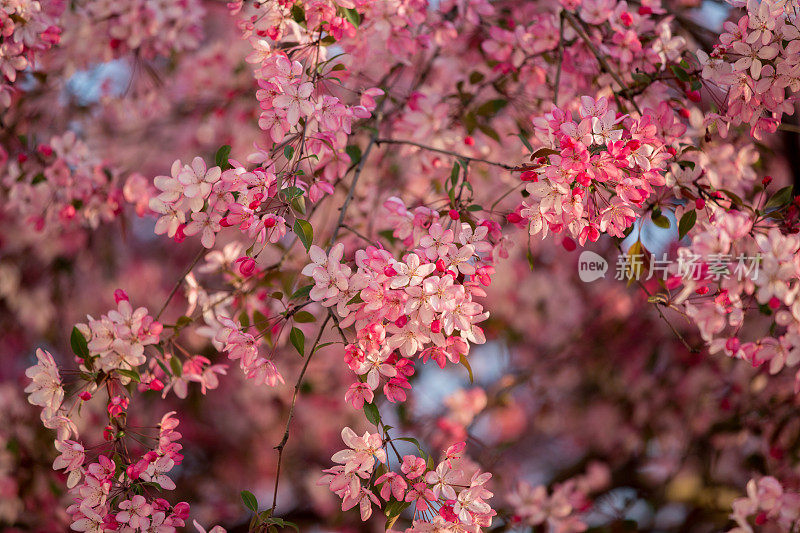 野生樱花