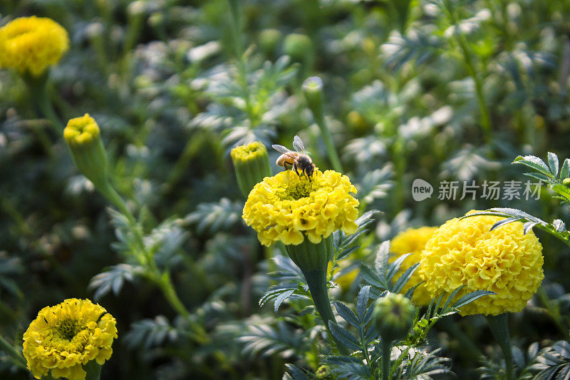 蜜蜂在梅丽金花库照片上