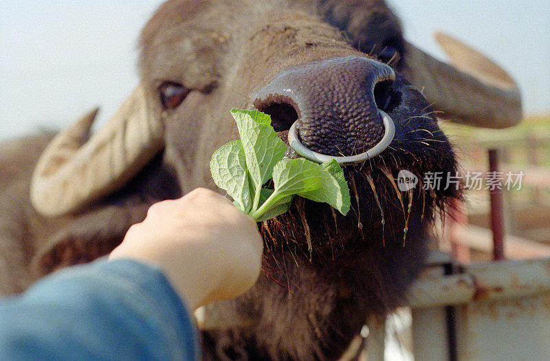 人用手喂食绿叶黑牛公