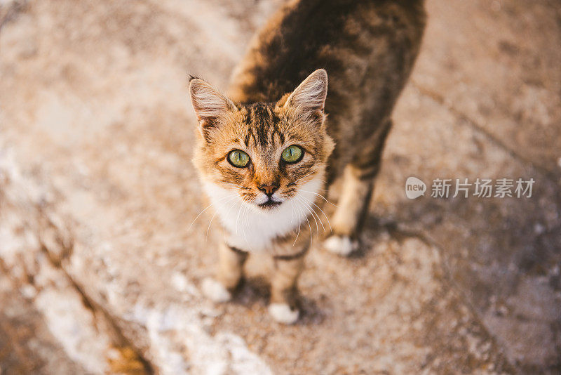 希腊喀帕索斯的流浪猫