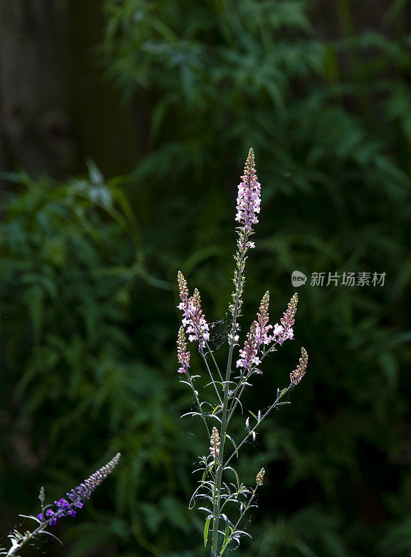 粉红色的花穗