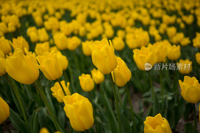 花园里的两朵黄花