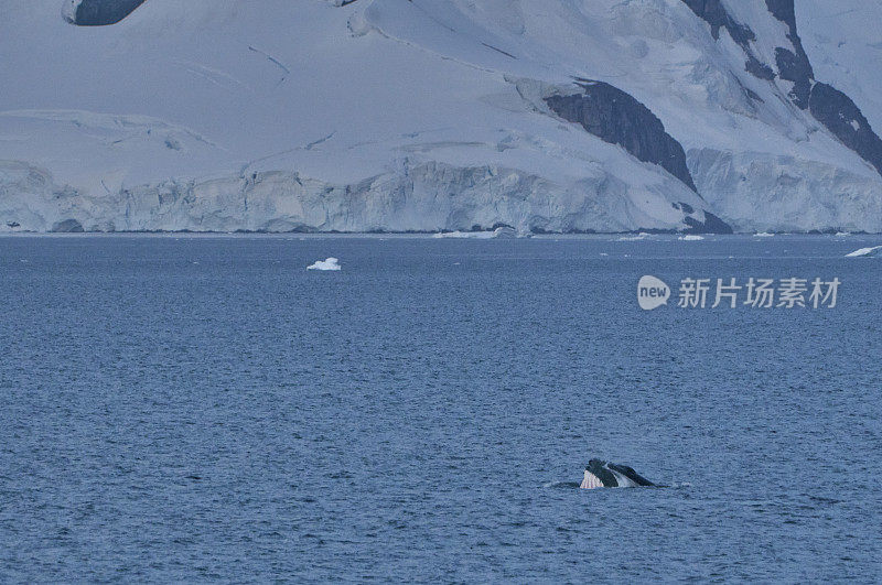 野生座头鲸在壮观的风景南极半岛在大南大洋