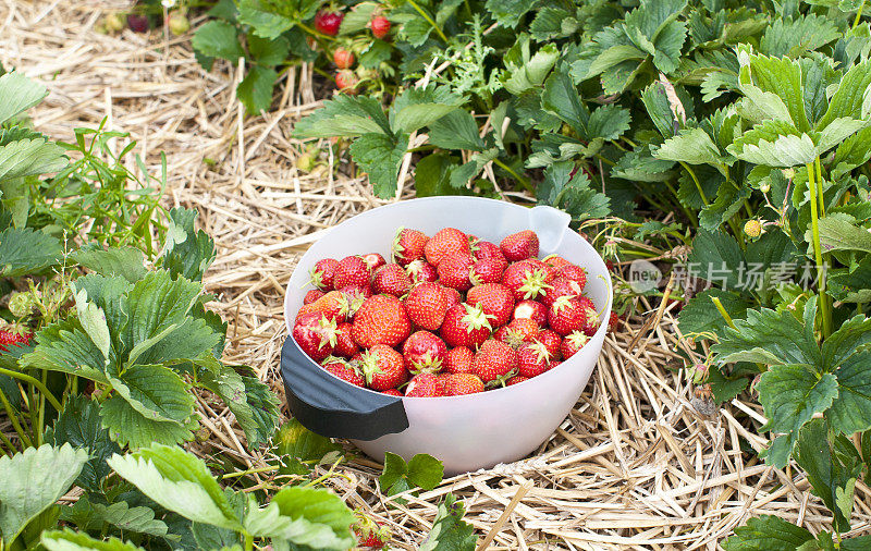 田里刚犁过的草莓
